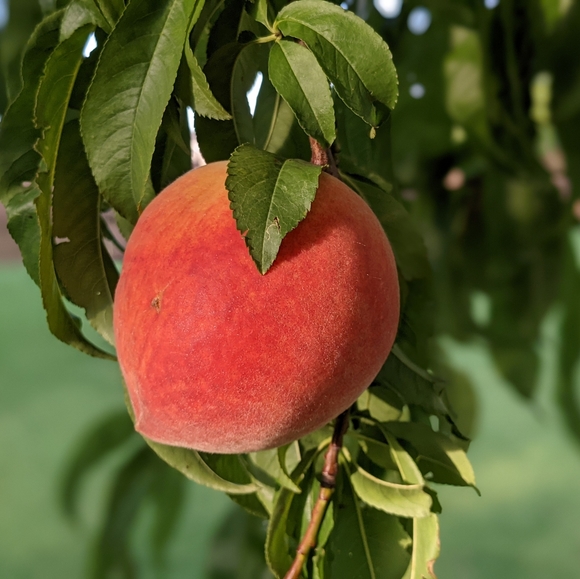 Meet your Posher, Julia - Picture 2 of 2